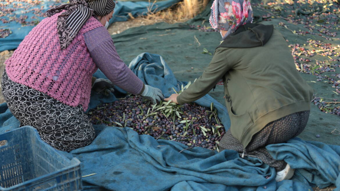 Kültürel Mirasımız: Zeytin
